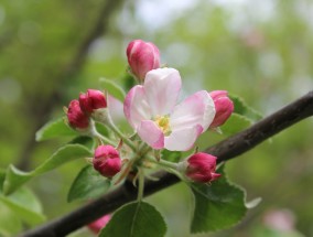 楠楠花卉，果树花卉的发芽秘诀楠楠果木是什么木头